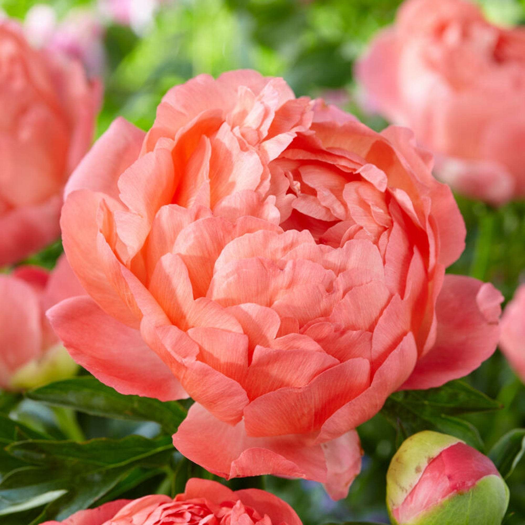 Pfingstrose 'Coral Sunset'